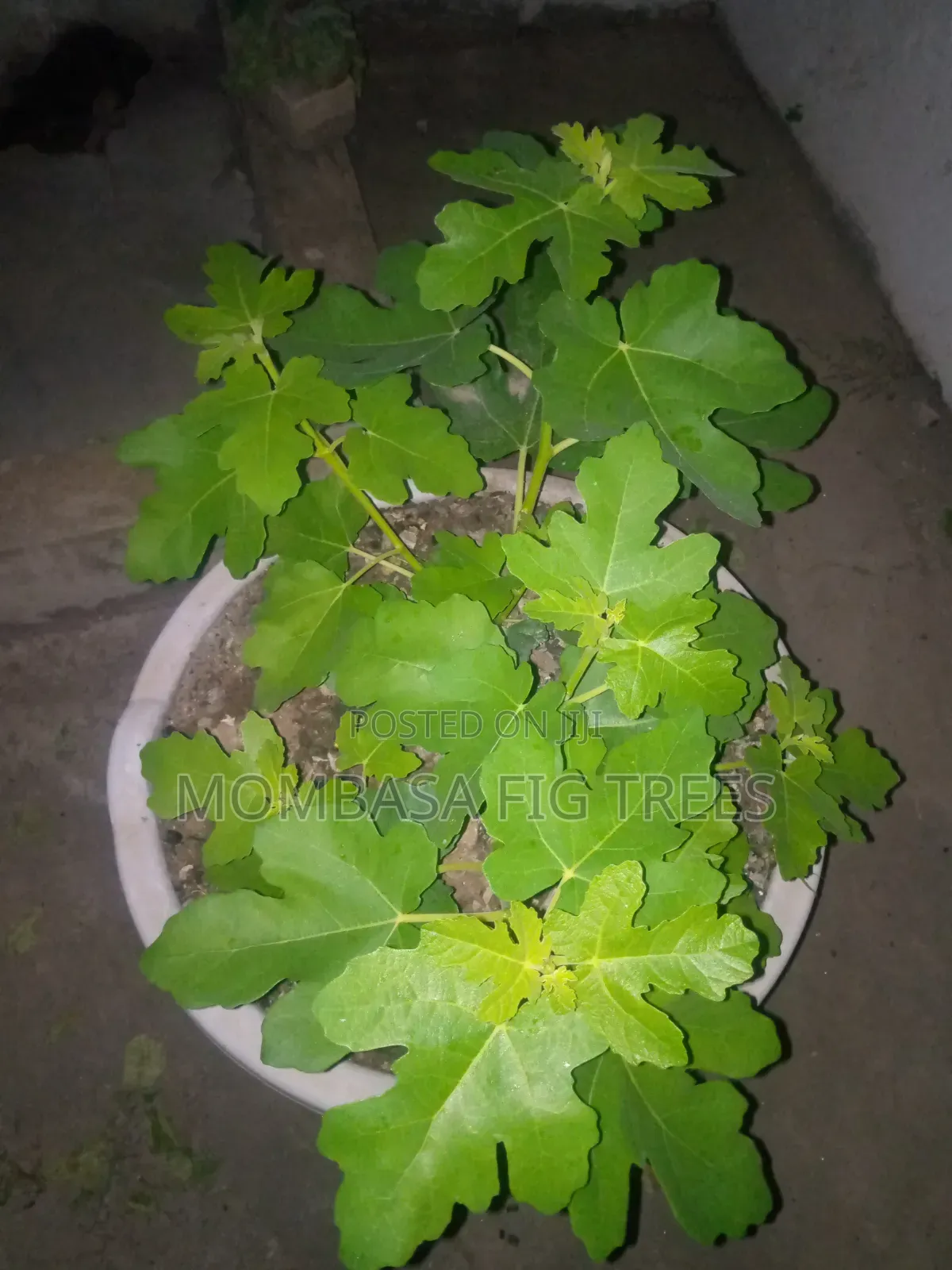 Fig Trees With Fruits