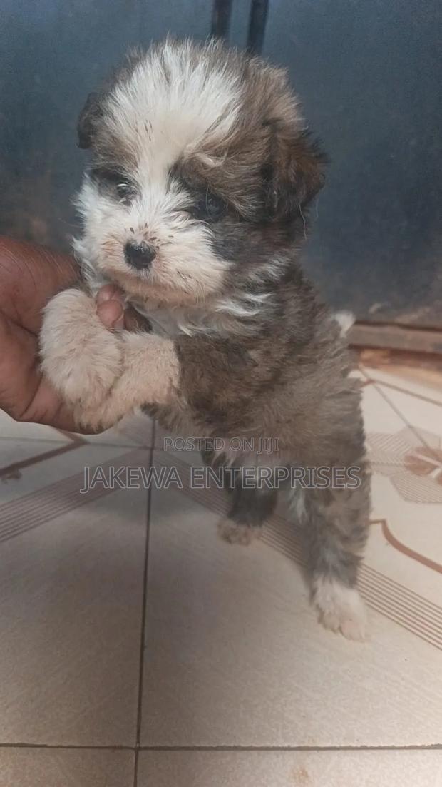 1-3 months Male Purebred Havanese