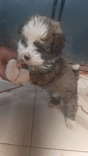 1-3 months Male Purebred Havanese
