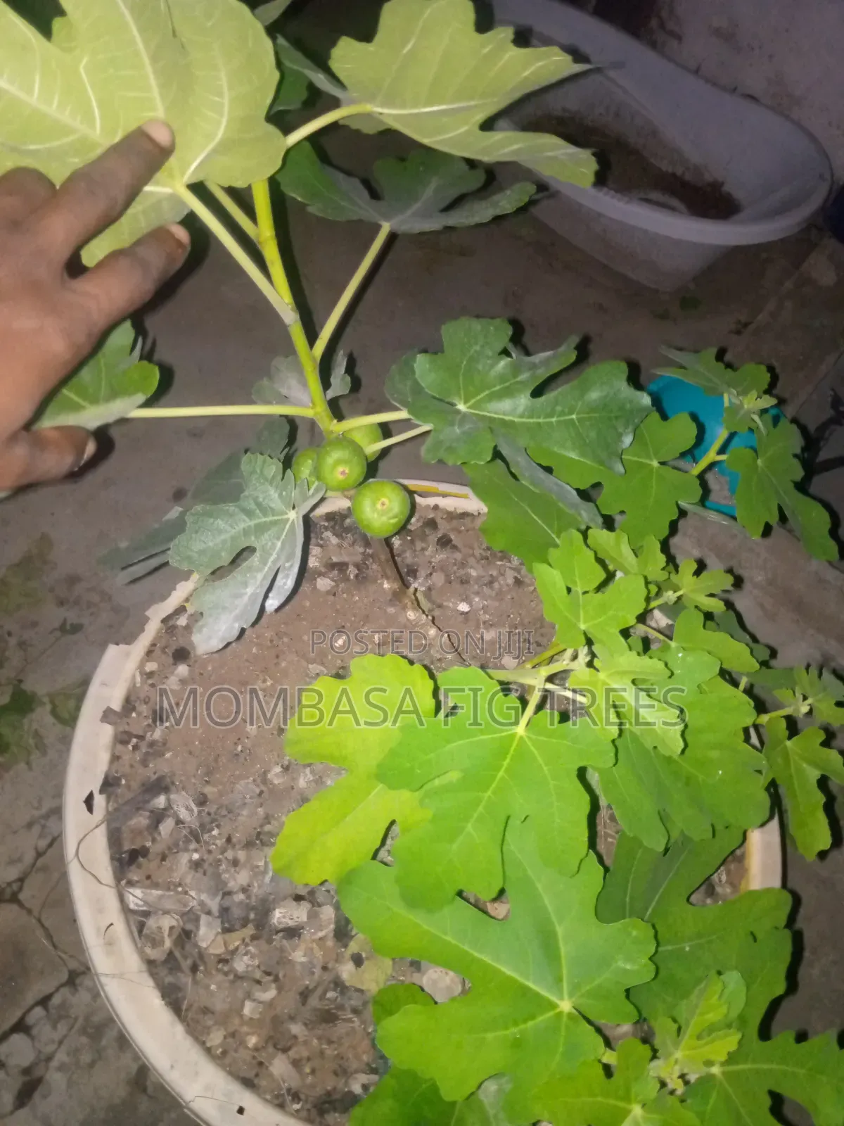 Fig Trees at 1000kshs Only