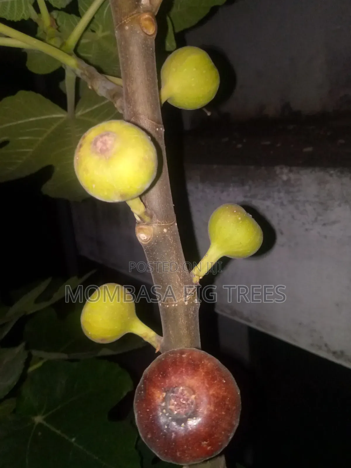 Fig Trees at 1000kshs Only