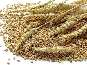 Wheat and Barley