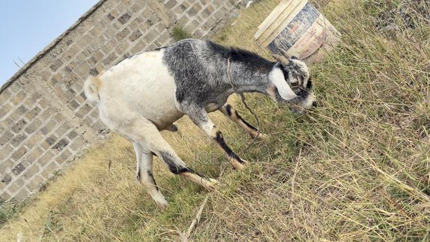 Galla Male Goat for Breeding
