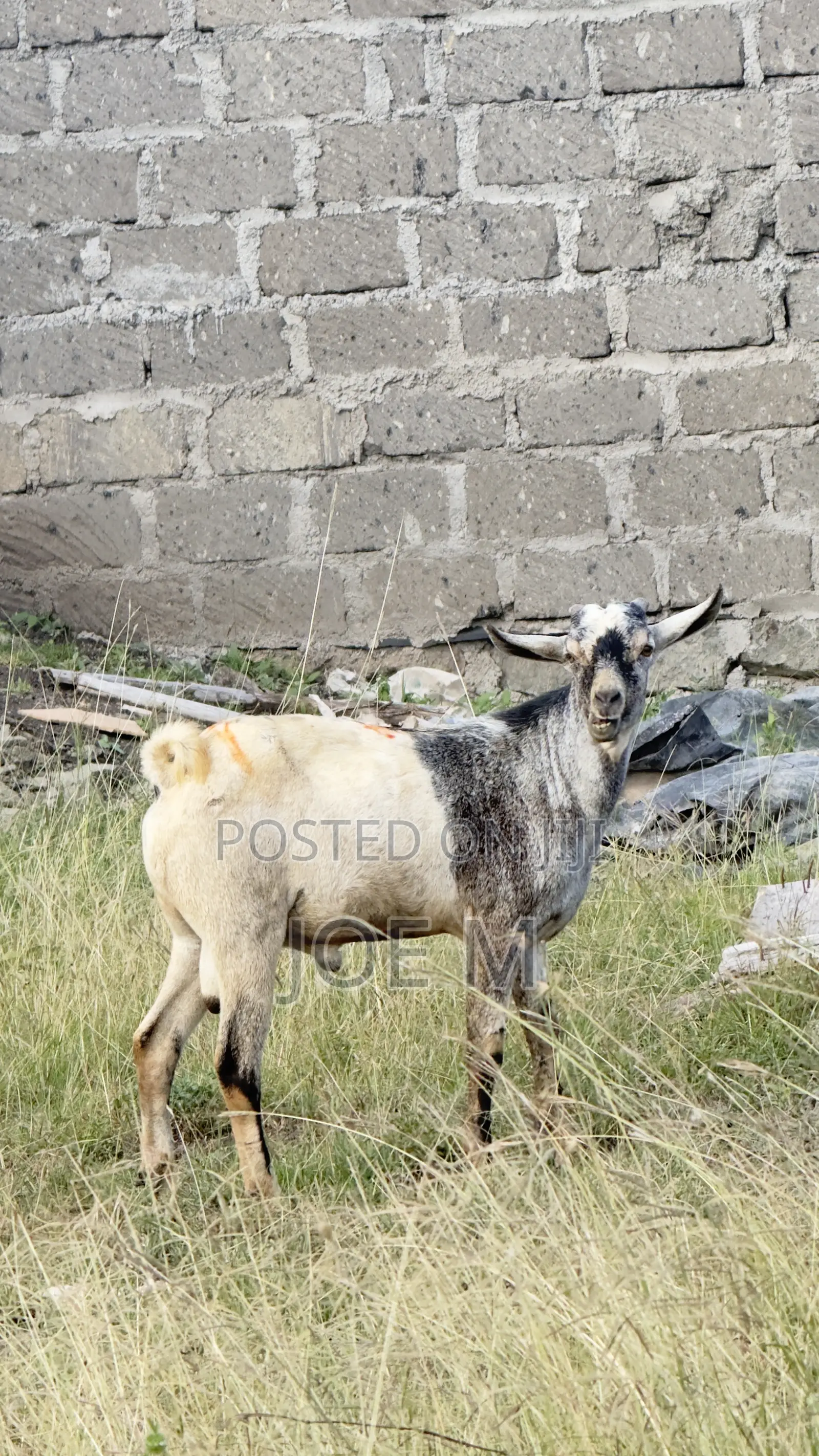 Galla Male Goat for Breeding