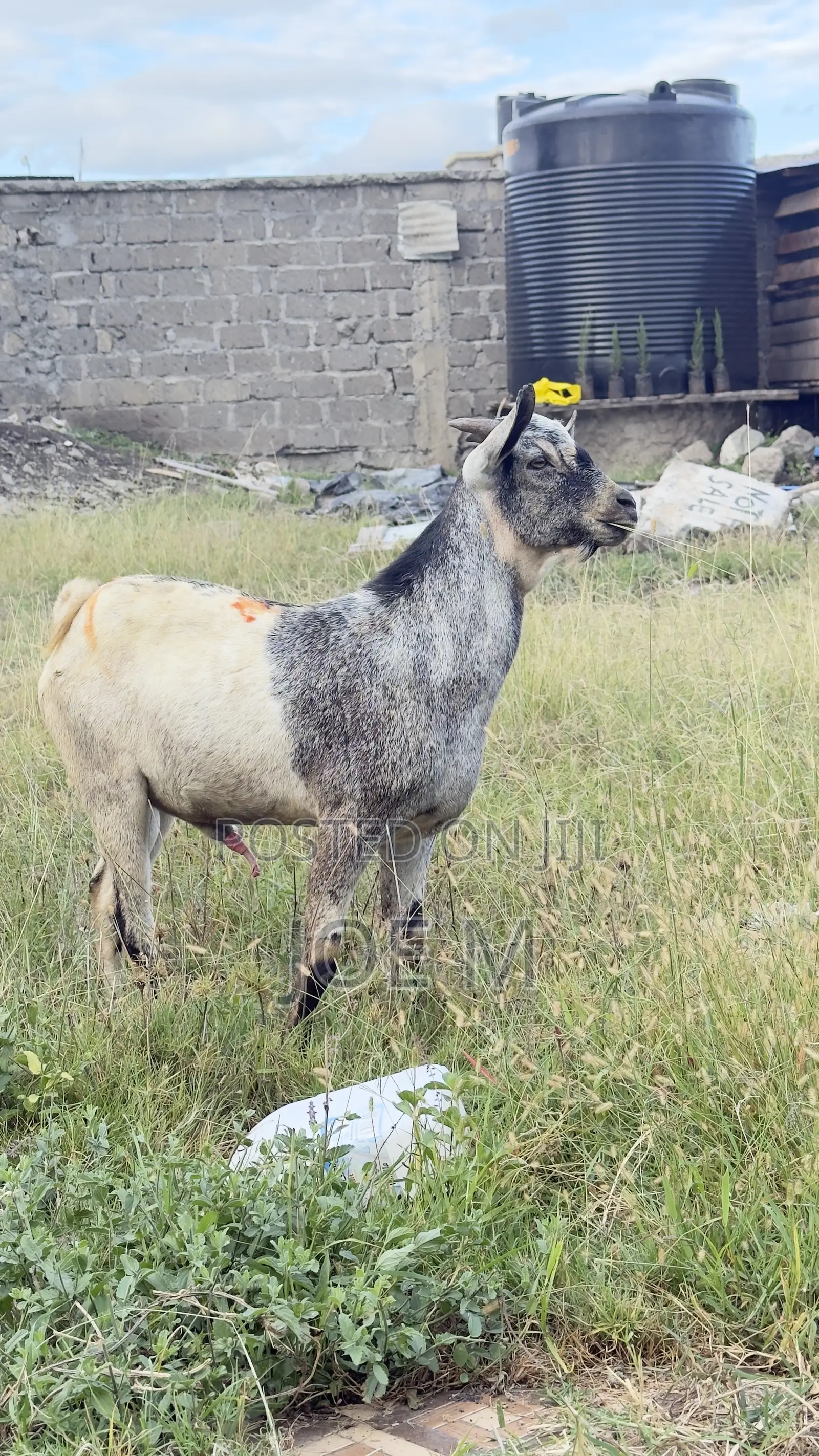 Galla Male Goat for Breeding