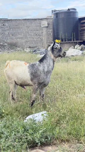 Galla Male Goat for Breeding
