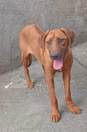 6-12 months Male Purebred Rhodesian Ridgeback