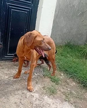 6-12 months Male Purebred Rhodesian Ridgeback