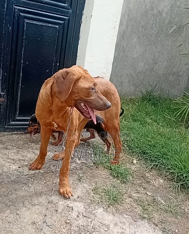 6-12 months Male Purebred Rhodesian Ridgeback