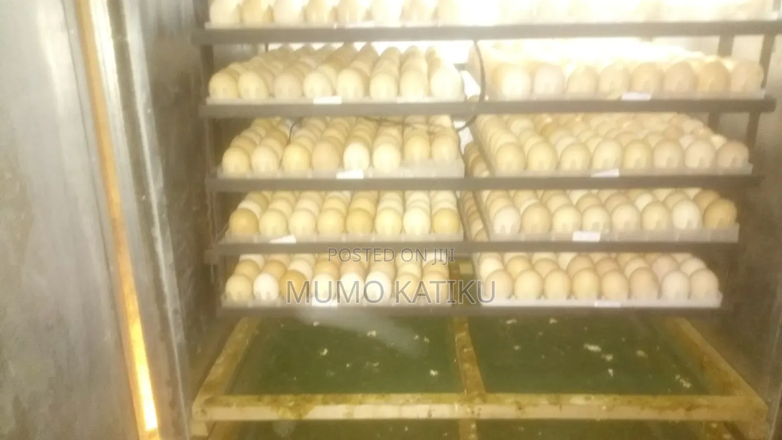 1day Old Chicks for Sale