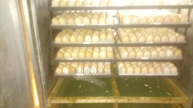 1day Old Chicks for Sale