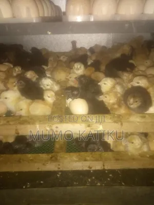 1day Old Chicks for Sale