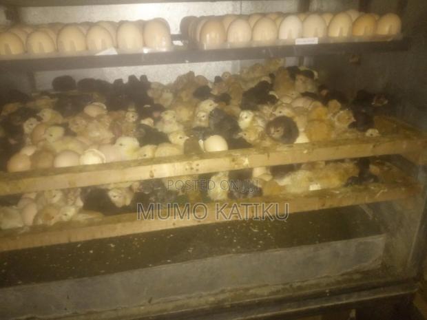 1day Old Chicks for Sale - thumbnail 3