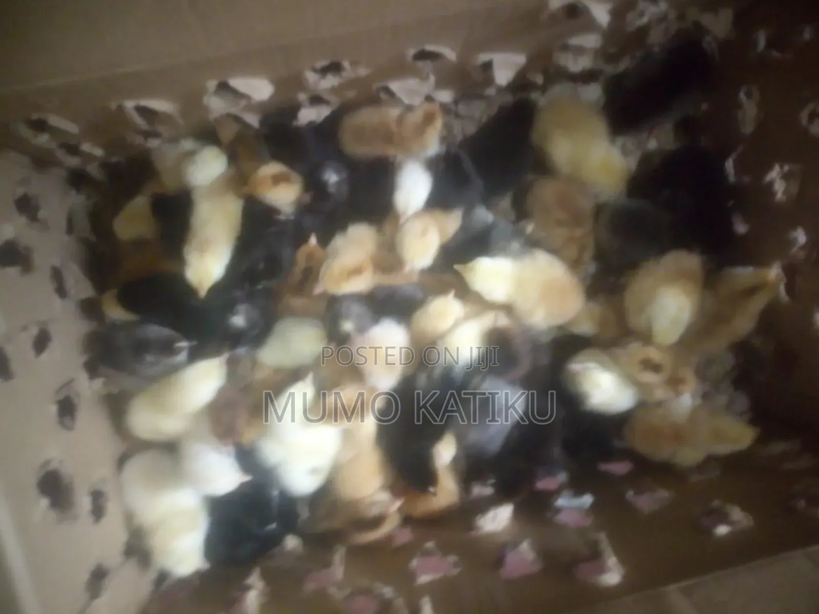 1day Old Chicks for Sale