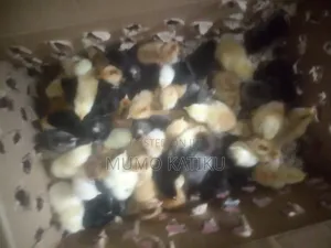 1day Old Chicks for Sale