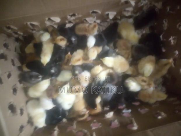 1day Old Chicks for Sale - thumbnail 4