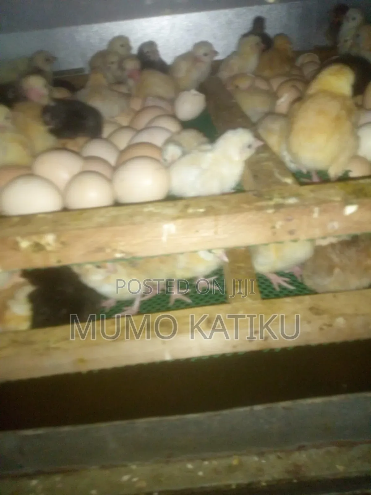 1day Old Chicks for Sale