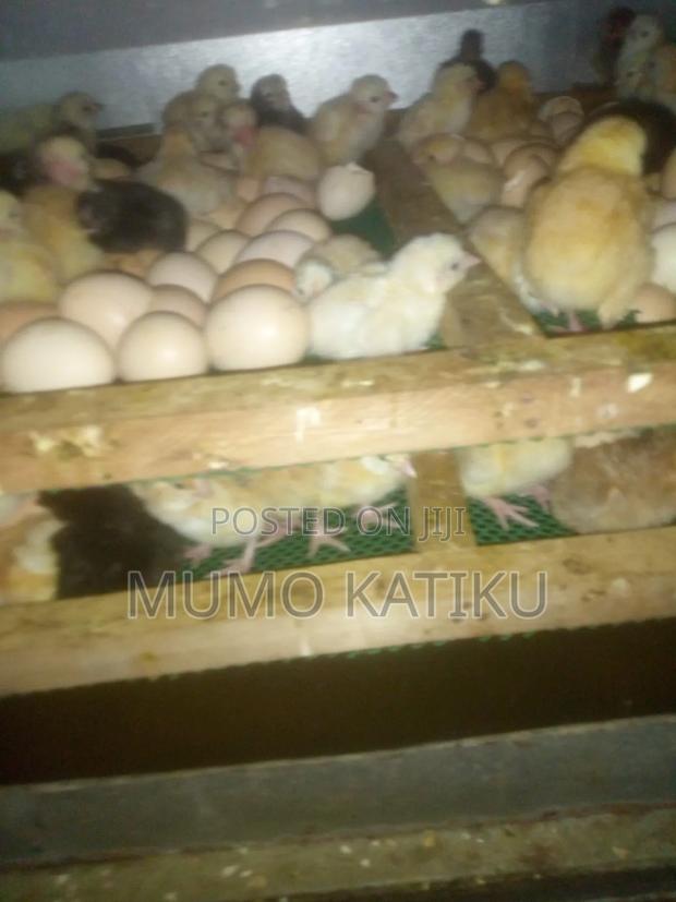 1day Old Chicks for Sale - thumbnail 5