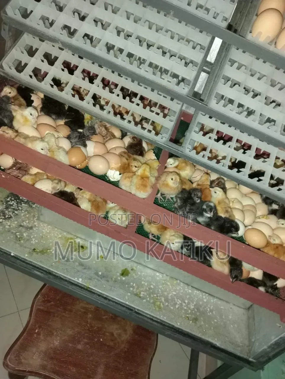 1day Old Chicks for Sale