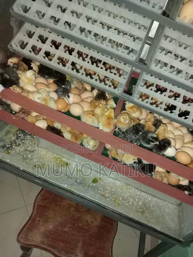 1day Old Chicks for Sale - thumbnail 7