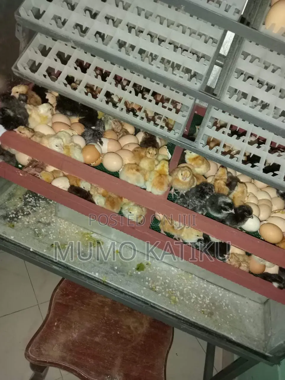 1day Old Chicks for Sale
