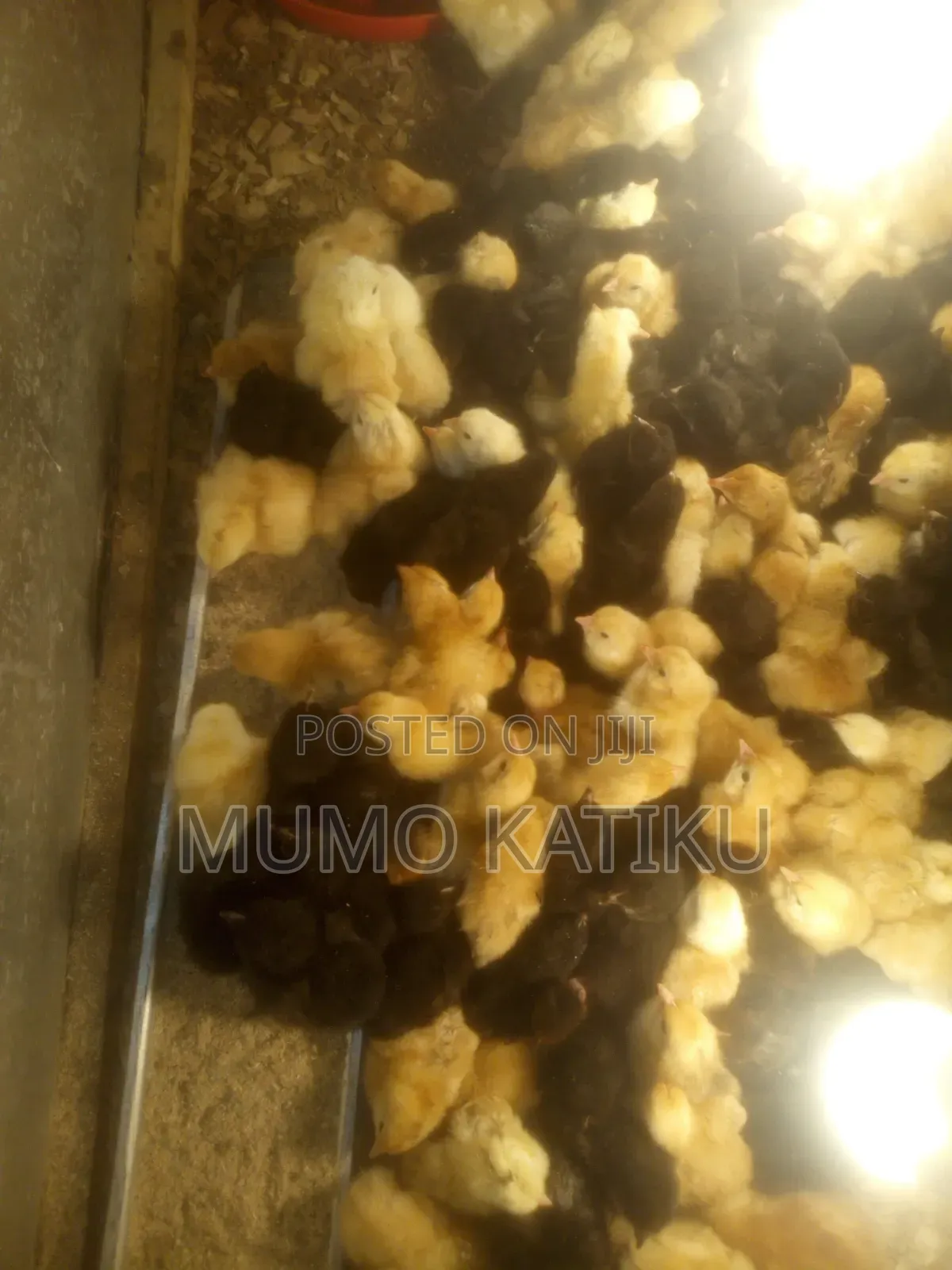 1day Old Chicks for Sale