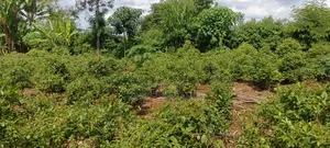 Developed Agricultural Land for Sale