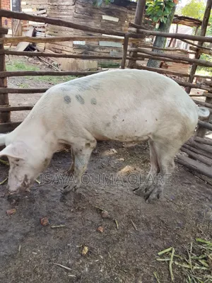 Male Pig Ready for Breeding