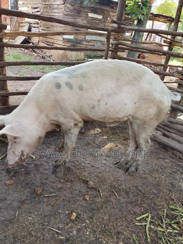 Male Pig Ready for Breeding