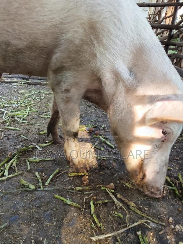 Male Pig Ready for Breeding - thumbnail 3