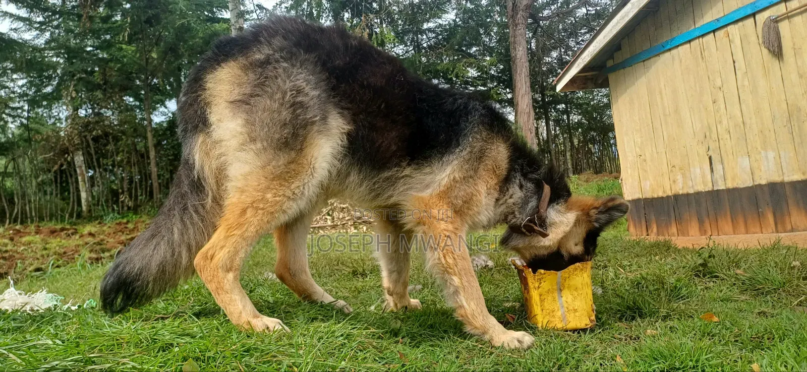 1+ year Female Purebred German Shepherd