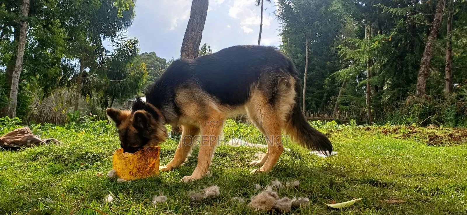 1+ year Female Purebred German Shepherd