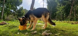 1+ year Female Purebred German Shepherd