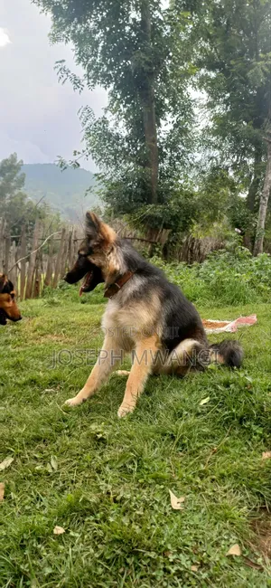 1+ year Female Purebred German Shepherd