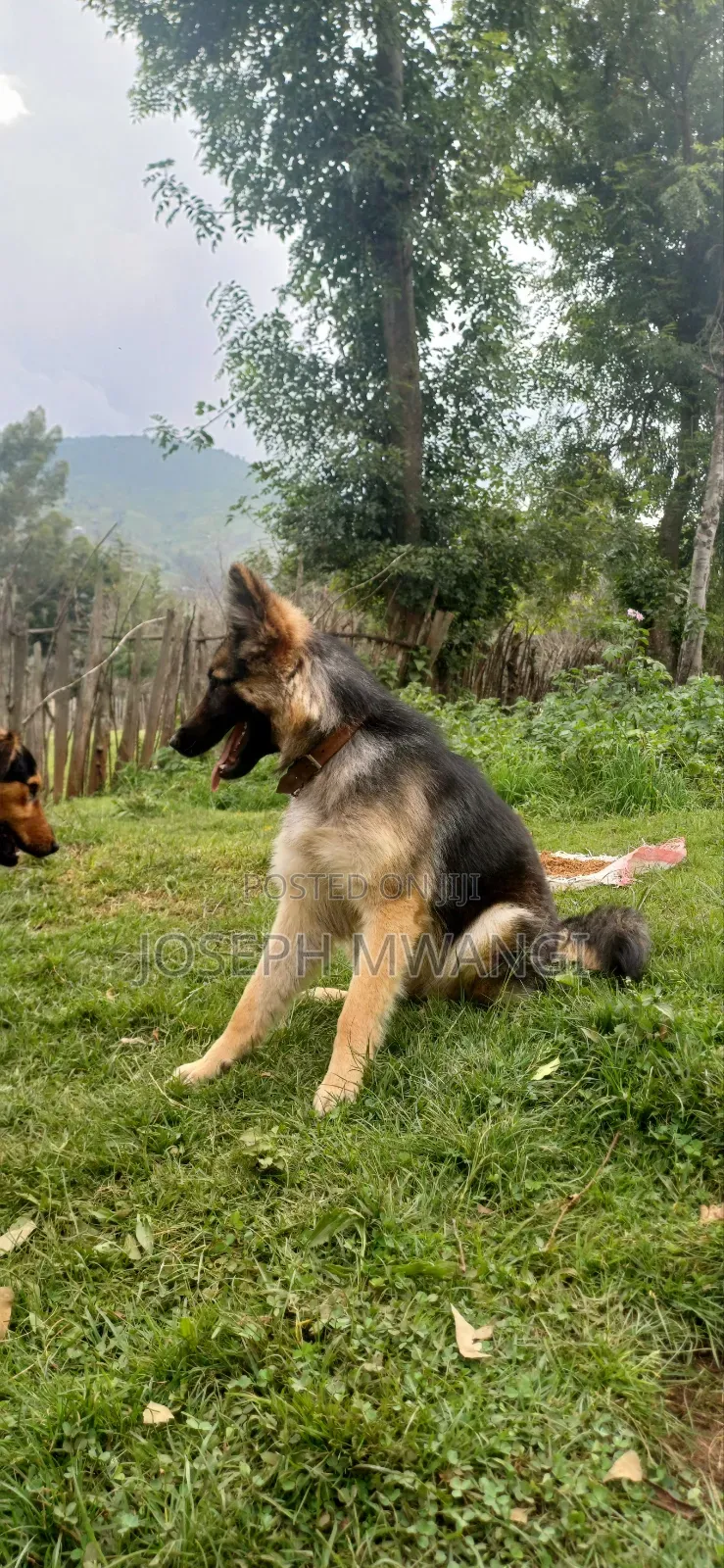 1+ year Female Purebred German Shepherd