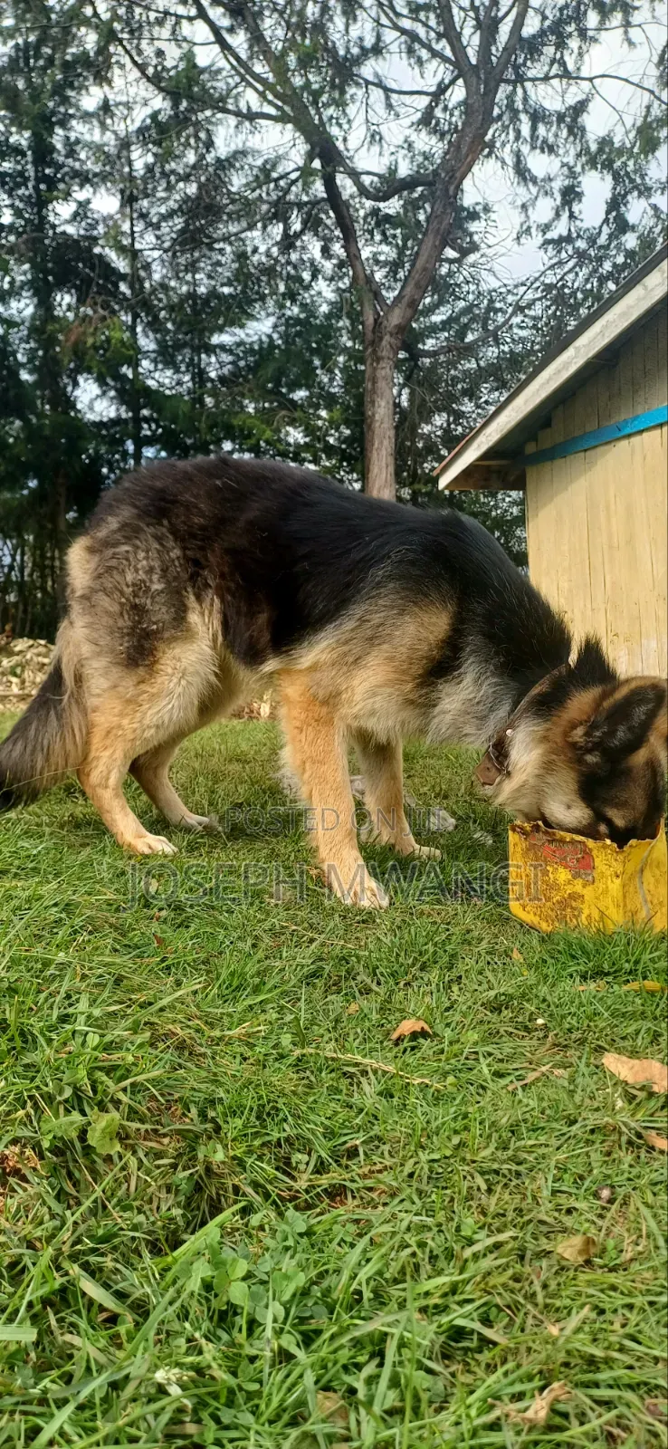 1+ year Female Purebred German Shepherd