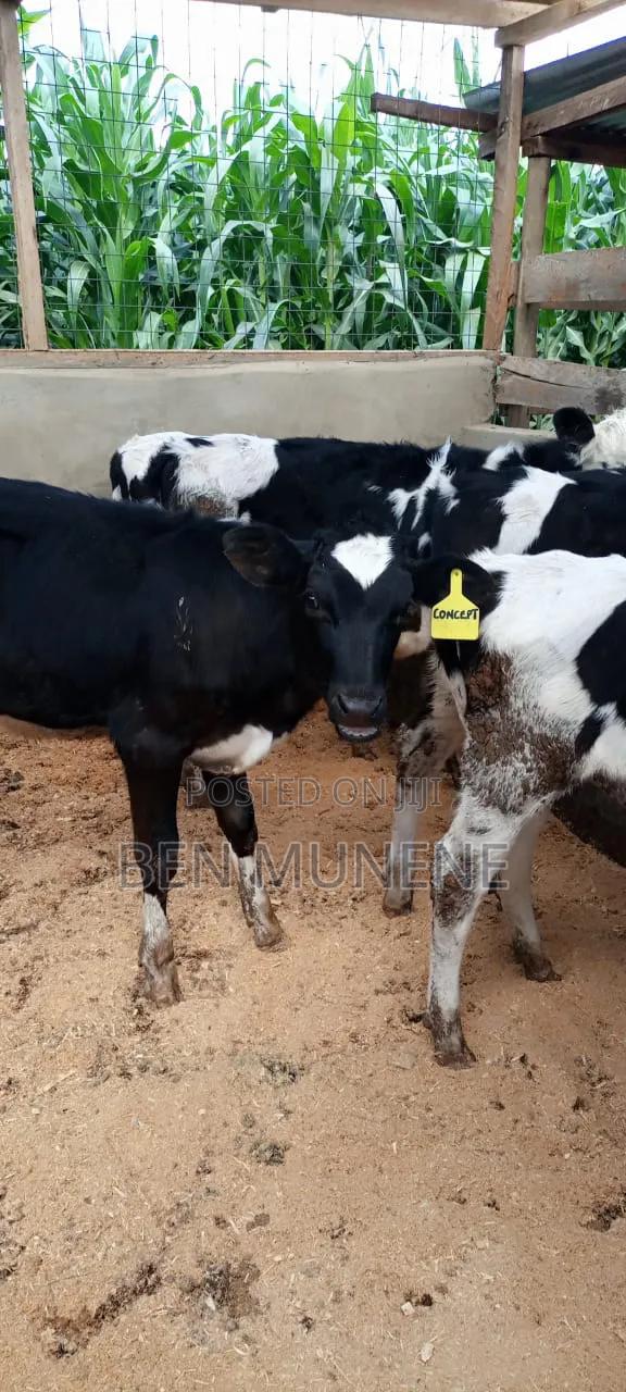 Super Breeds Young Heifers