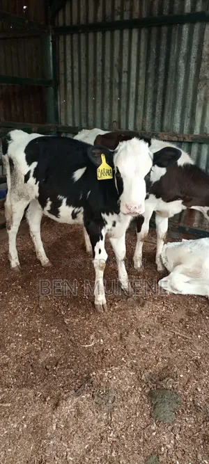Super Breeds Young Heifers