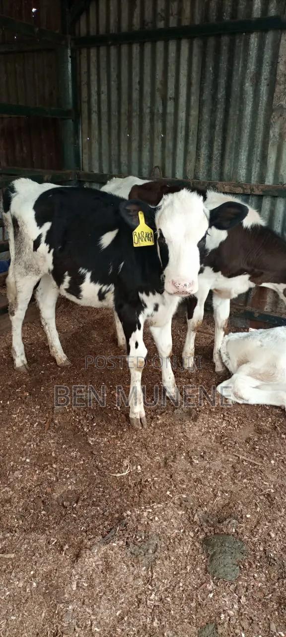 Super Breeds Young Heifers - thumbnail 2