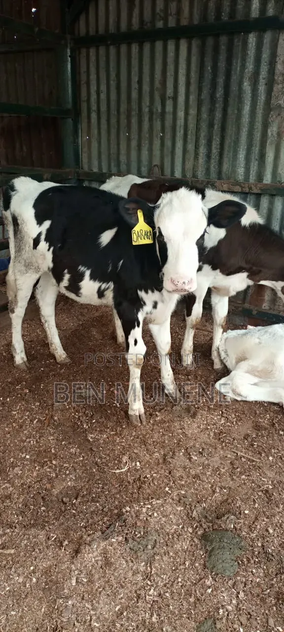 Super Breeds Young Heifers