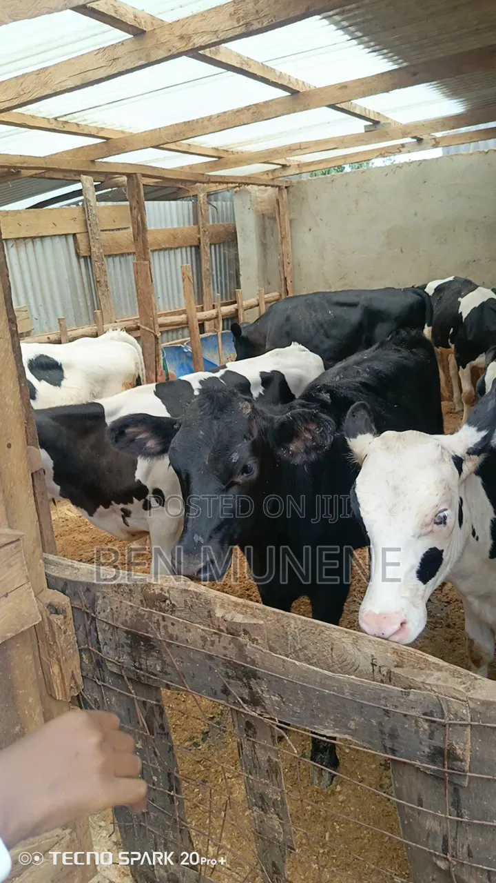 Weaning Heifers