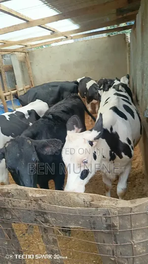 Weaning Heifers