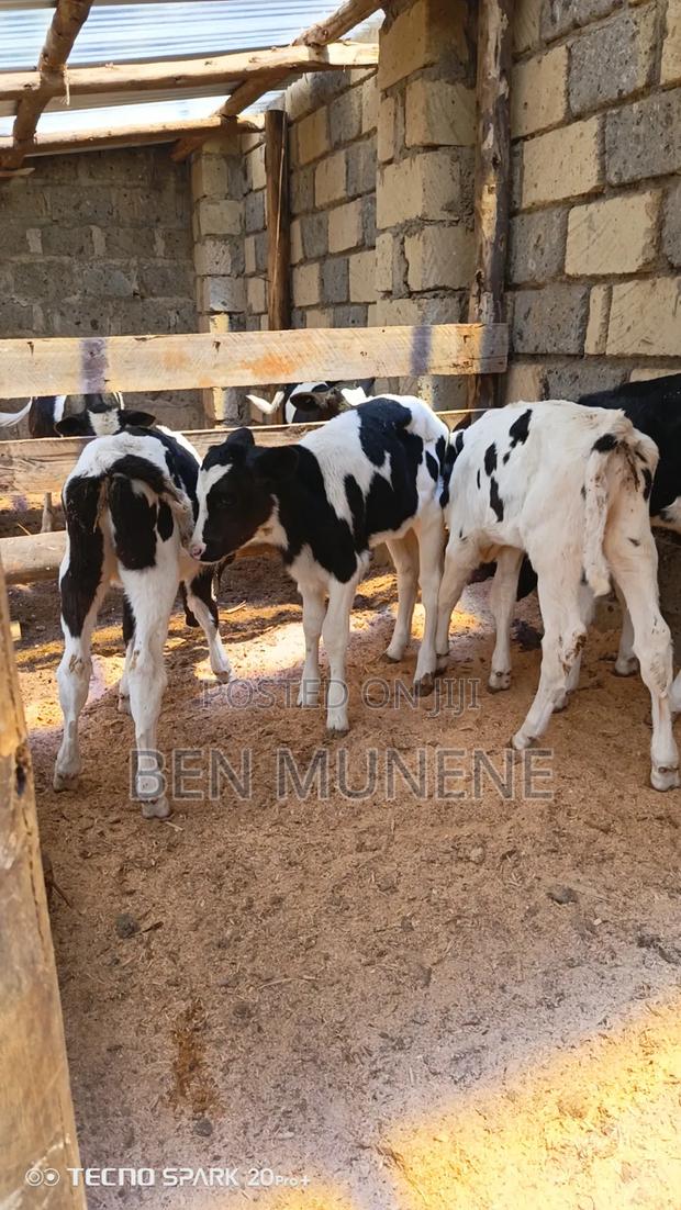 Calves on Sale