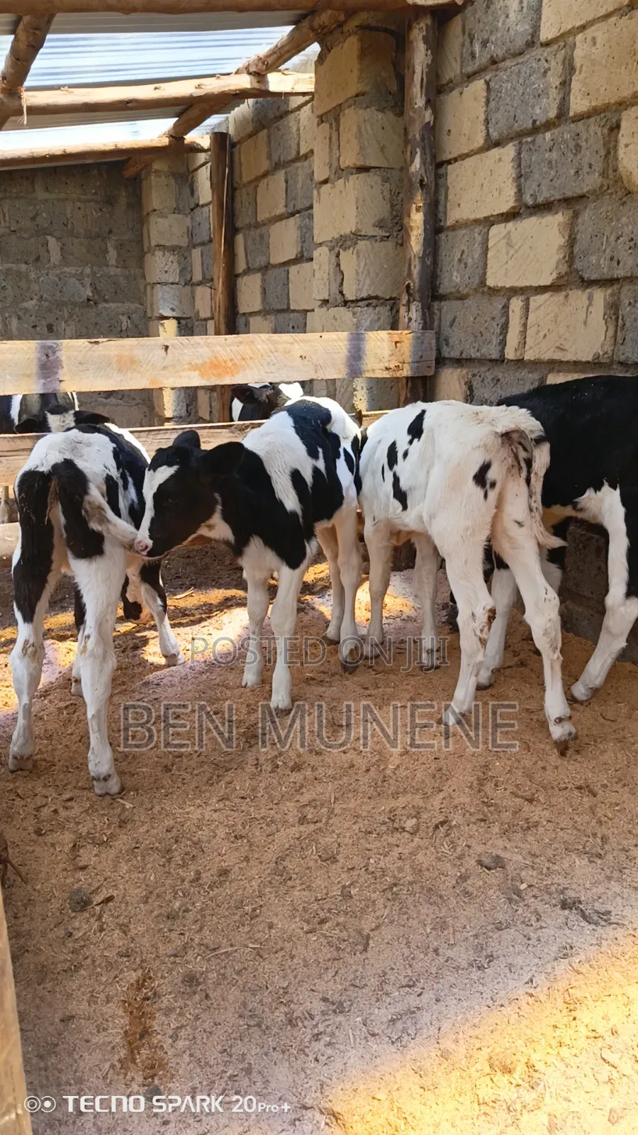 Calves on Sale