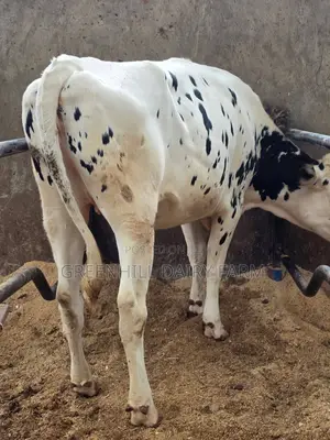 5 Months Incalf Giant Holstein Heifer