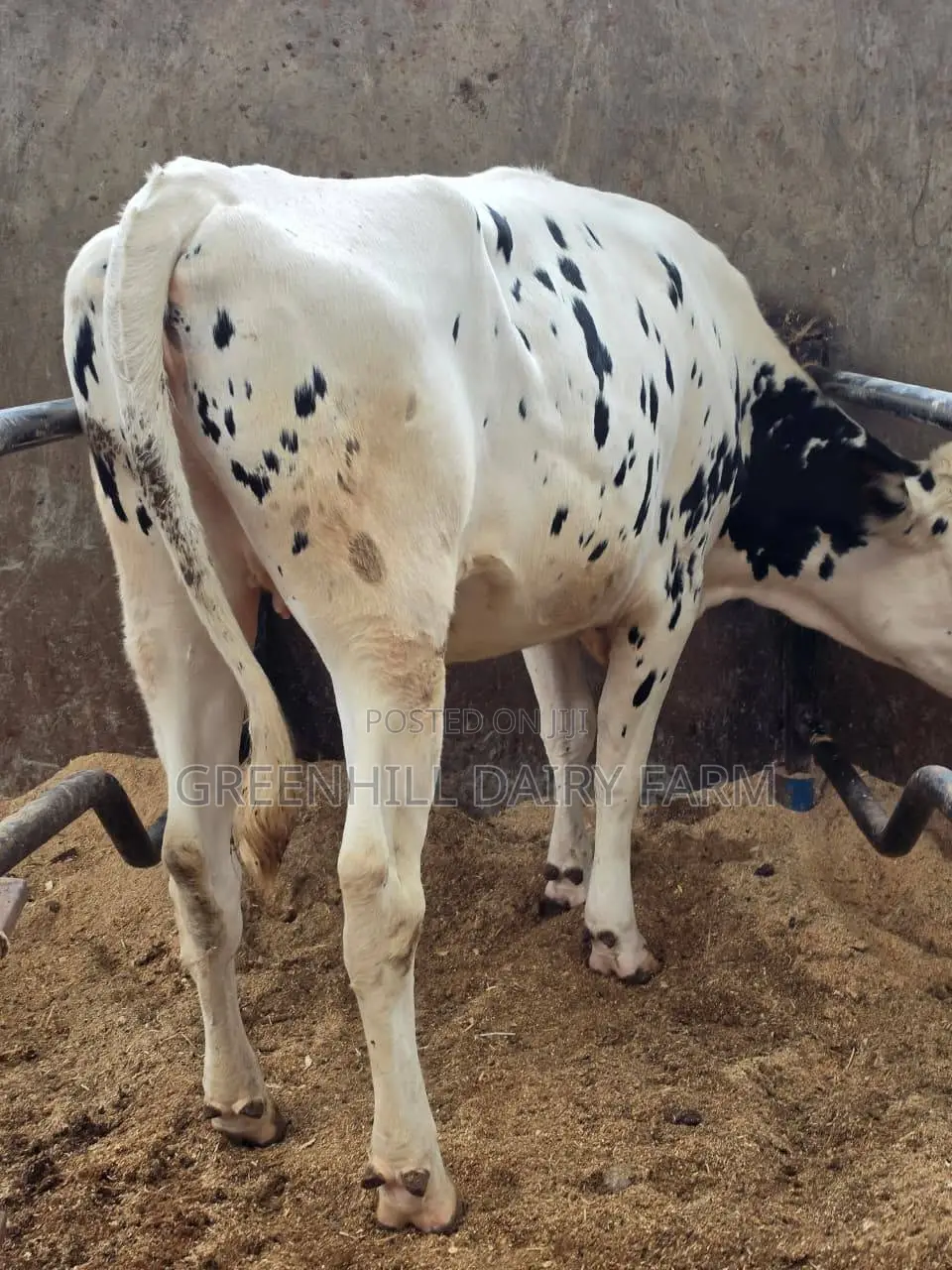 5 Months Incalf Giant Holstein Heifer