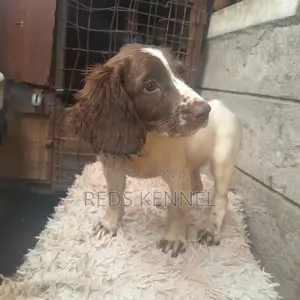 1-3 months Female Purebred English Springer Spaniel