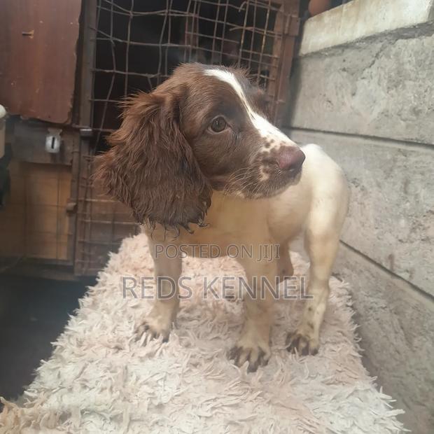 1-3 months Female Purebred English Springer Spaniel