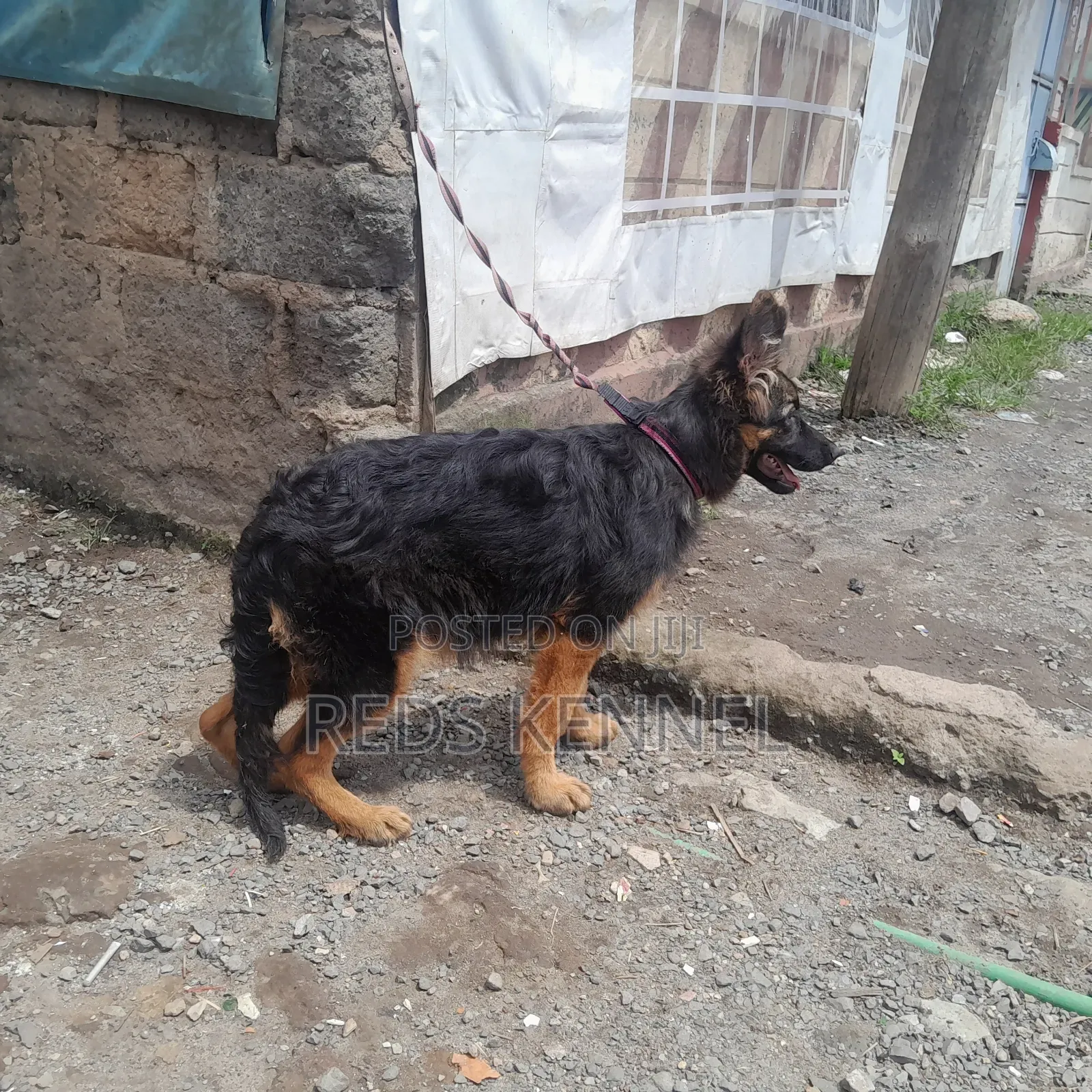 3-6 months Female Purebred German Shepherd