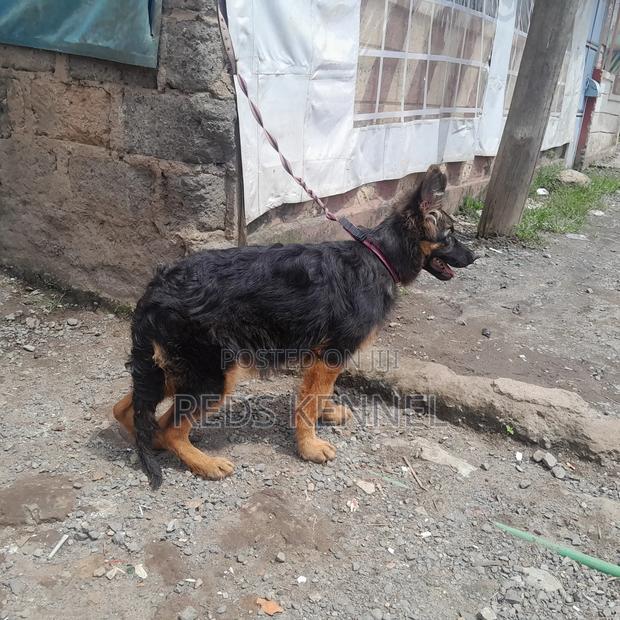 3-6 months Female Purebred German Shepherd